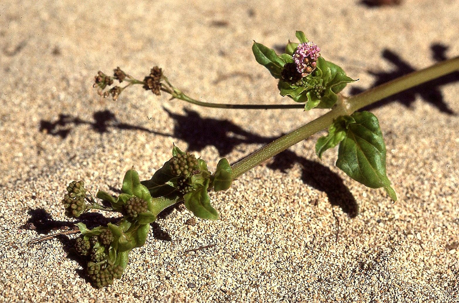 Boerhavia diffusa image