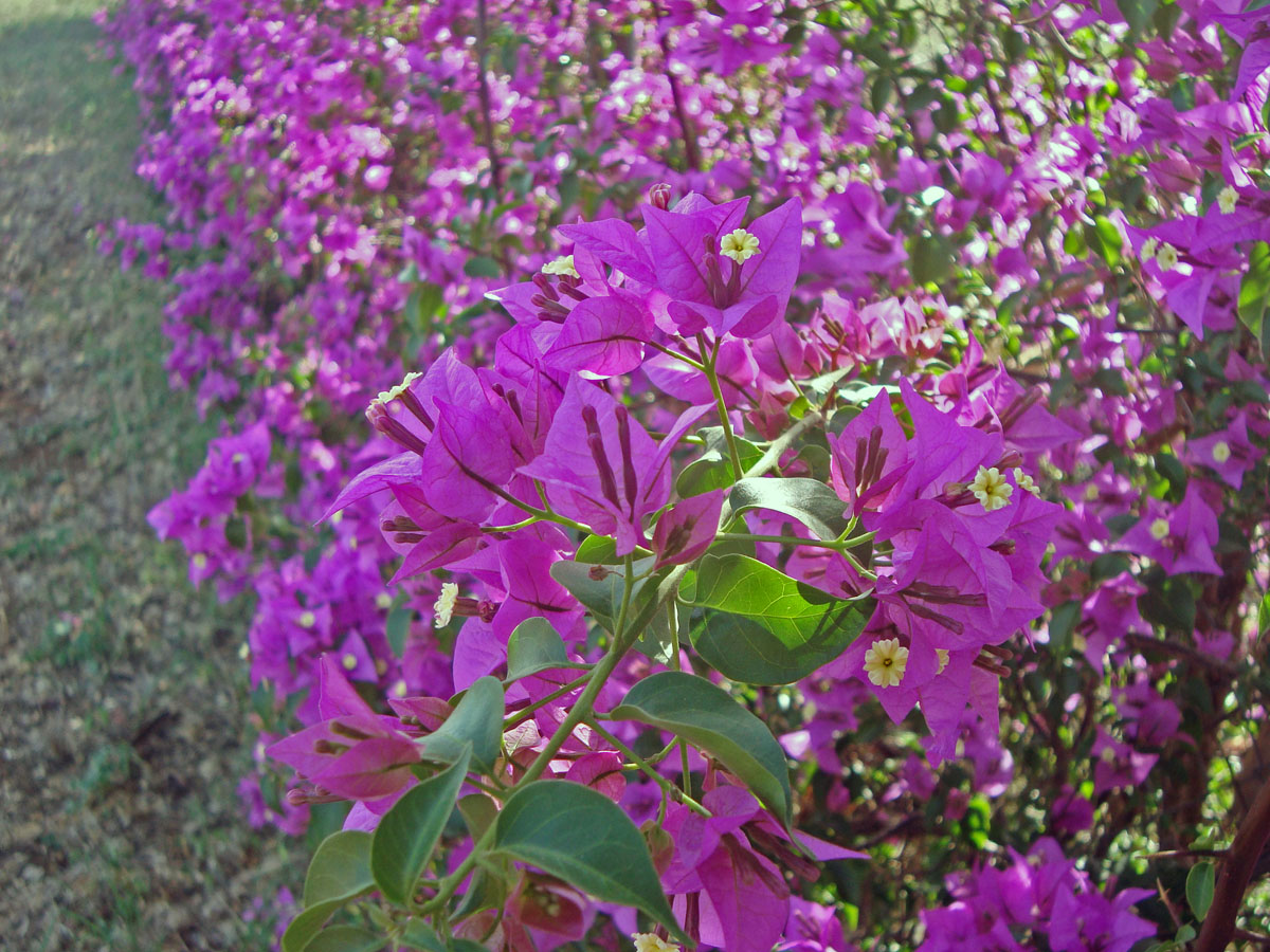 Bougainvillea spectabilis image