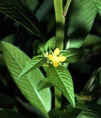 Ludwigia hyssopifolia image