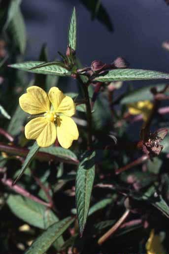 Ludwigia octovalvis image