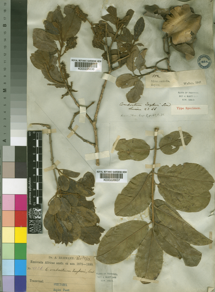 Combretaceae image