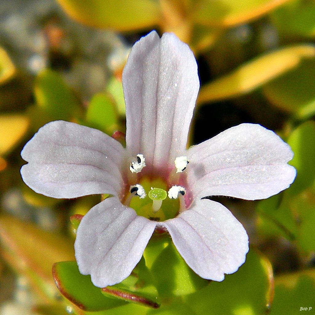 Bacopa monnieri image