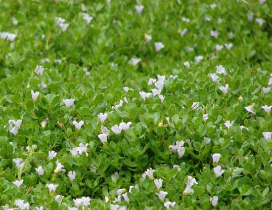 Plantaginaceae image
