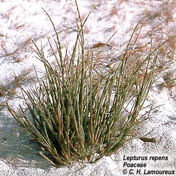 Lepturus repens image