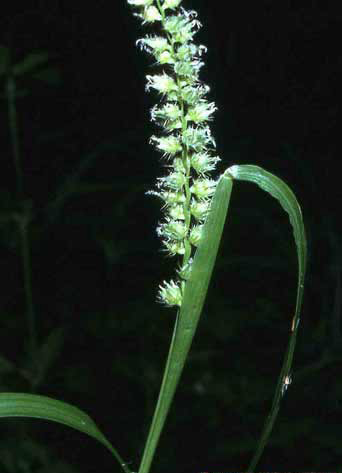 Cenchrus echinatus image