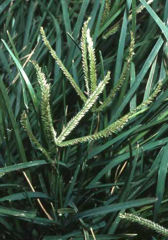 Eleusine indica image