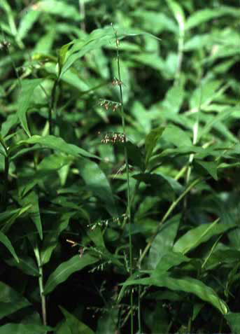 Oplismenus compositus image