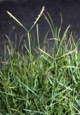 Paspalum vaginatum image