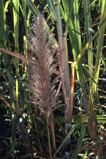 Saccharum officinarum image