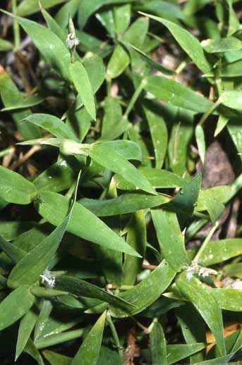 Thuarea involuta image