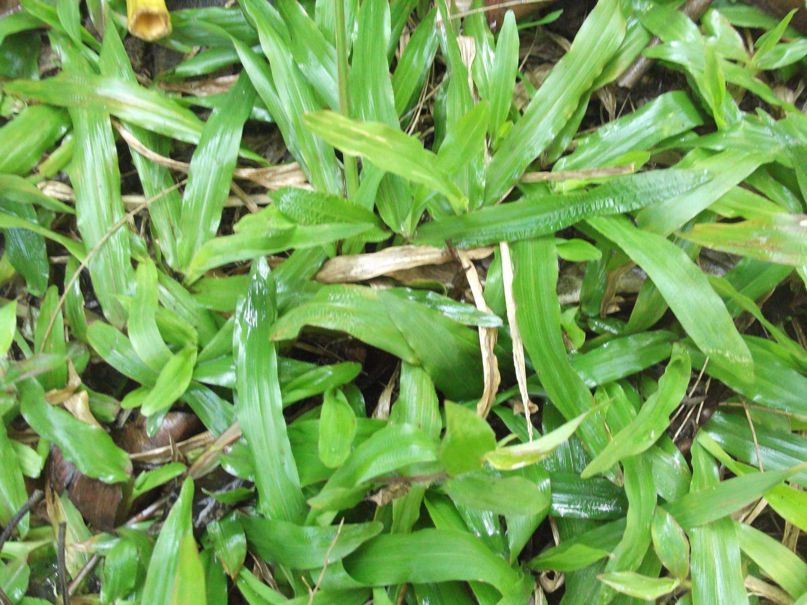 Poaceae image