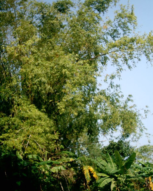Bambusa blumeana image