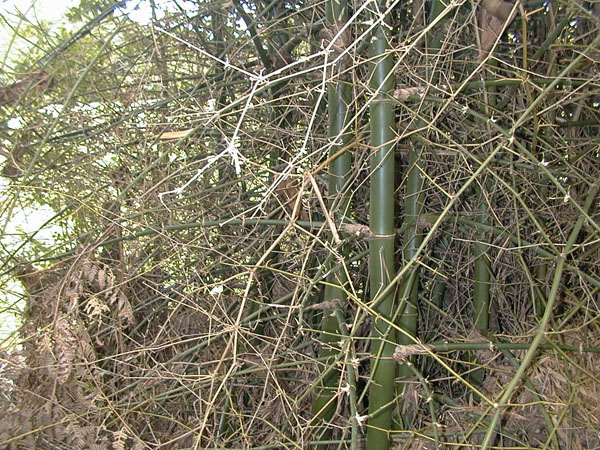 Bambusa blumeana image