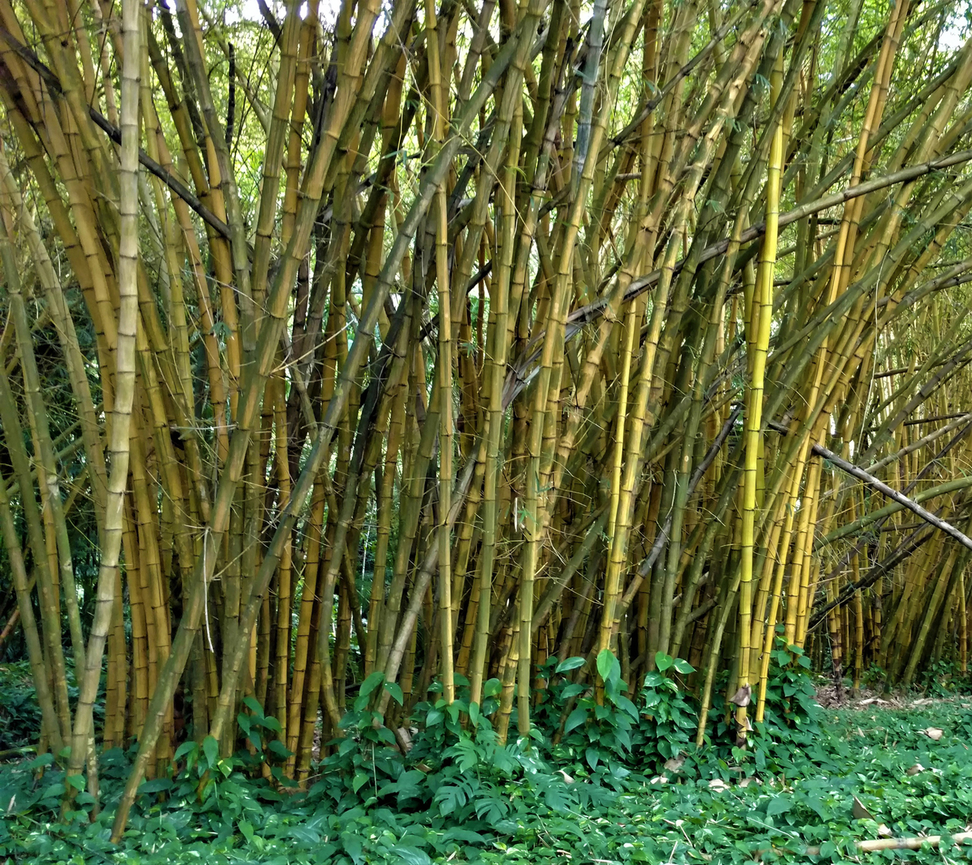 Bambusa vulgaris image
