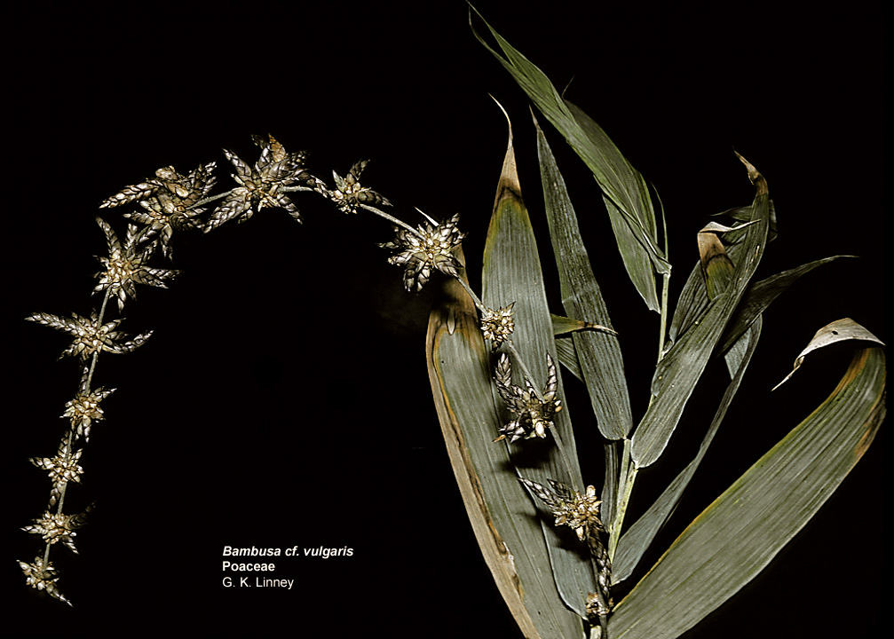 Bambusa vulgaris image