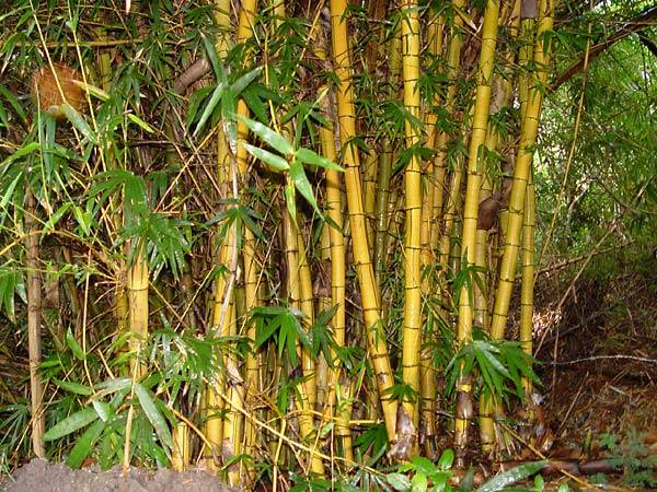 Bambusa vulgaris image