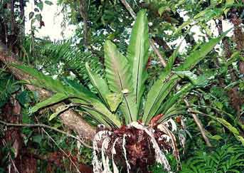 Asplenium nidus image