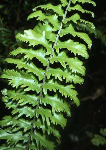 Nephrolepis biserrata image