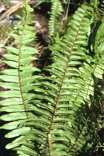Nephrolepis hirsutula image