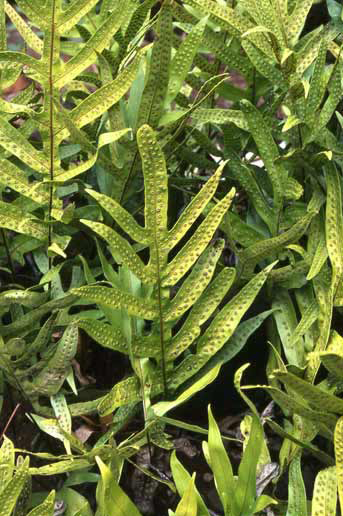Phymatosorus grossus image