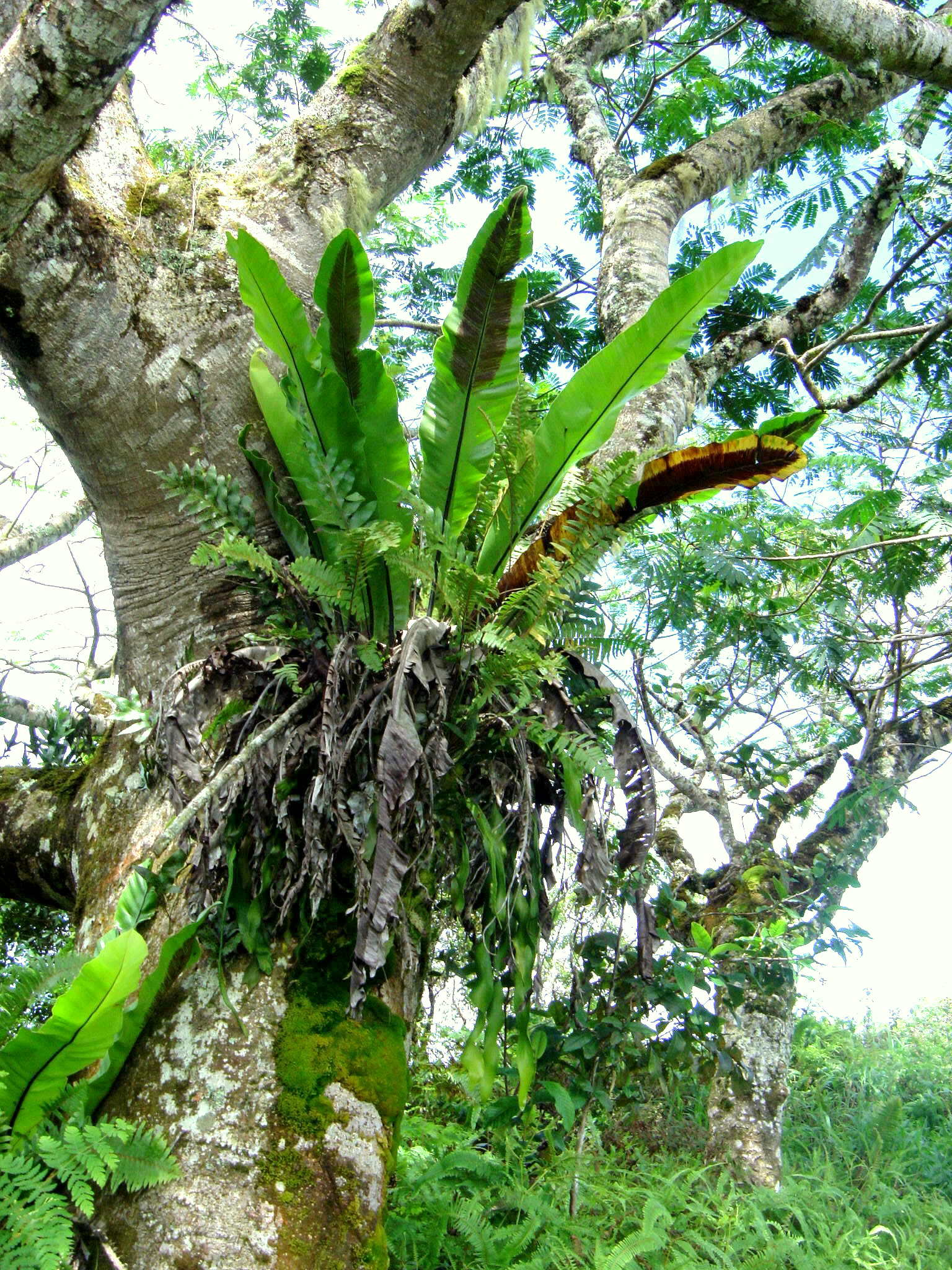 Asplenium nidus image