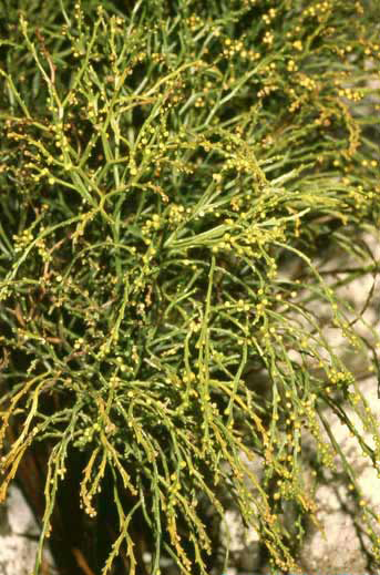 Psilotum nudum image