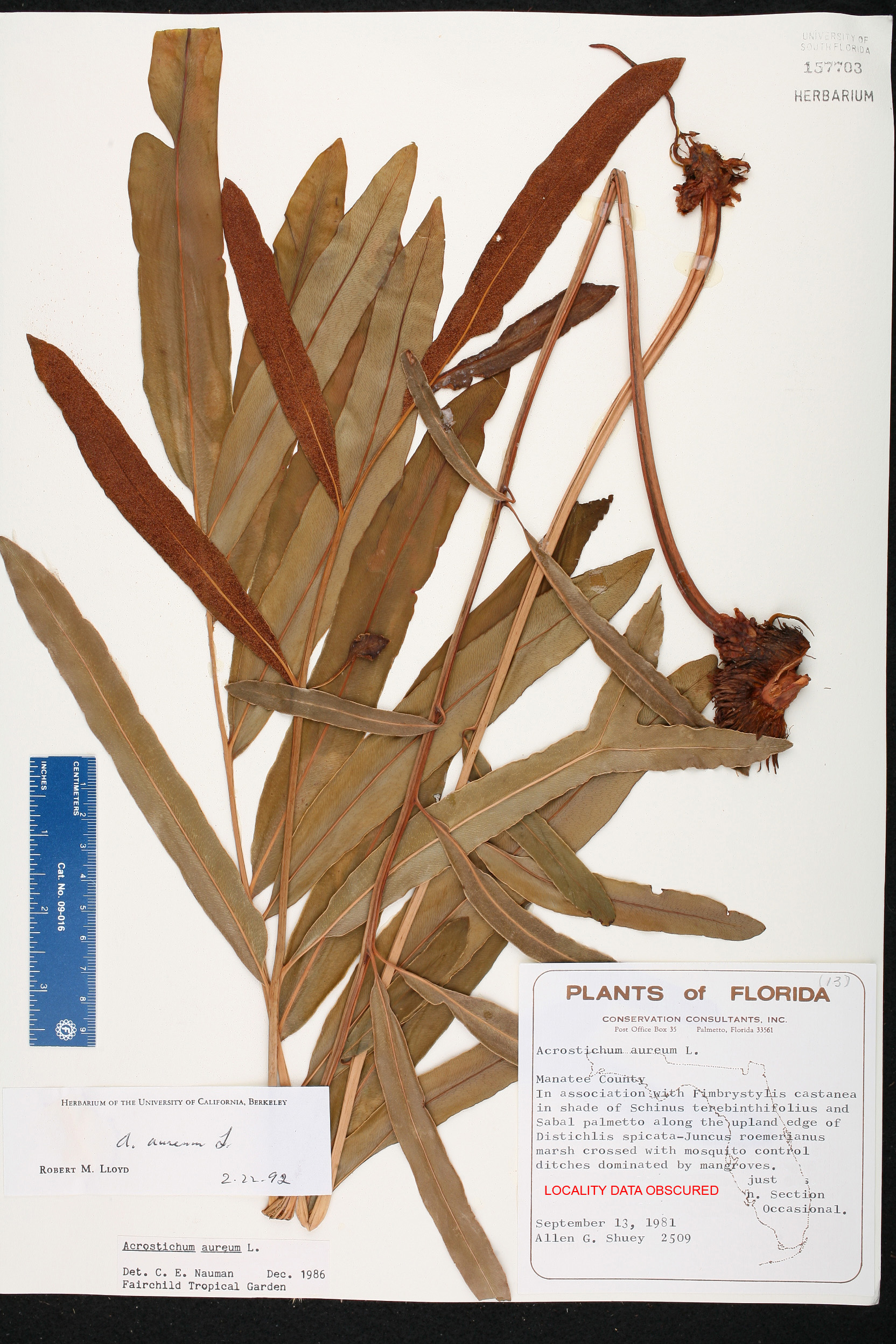 Acrostichum aureum image