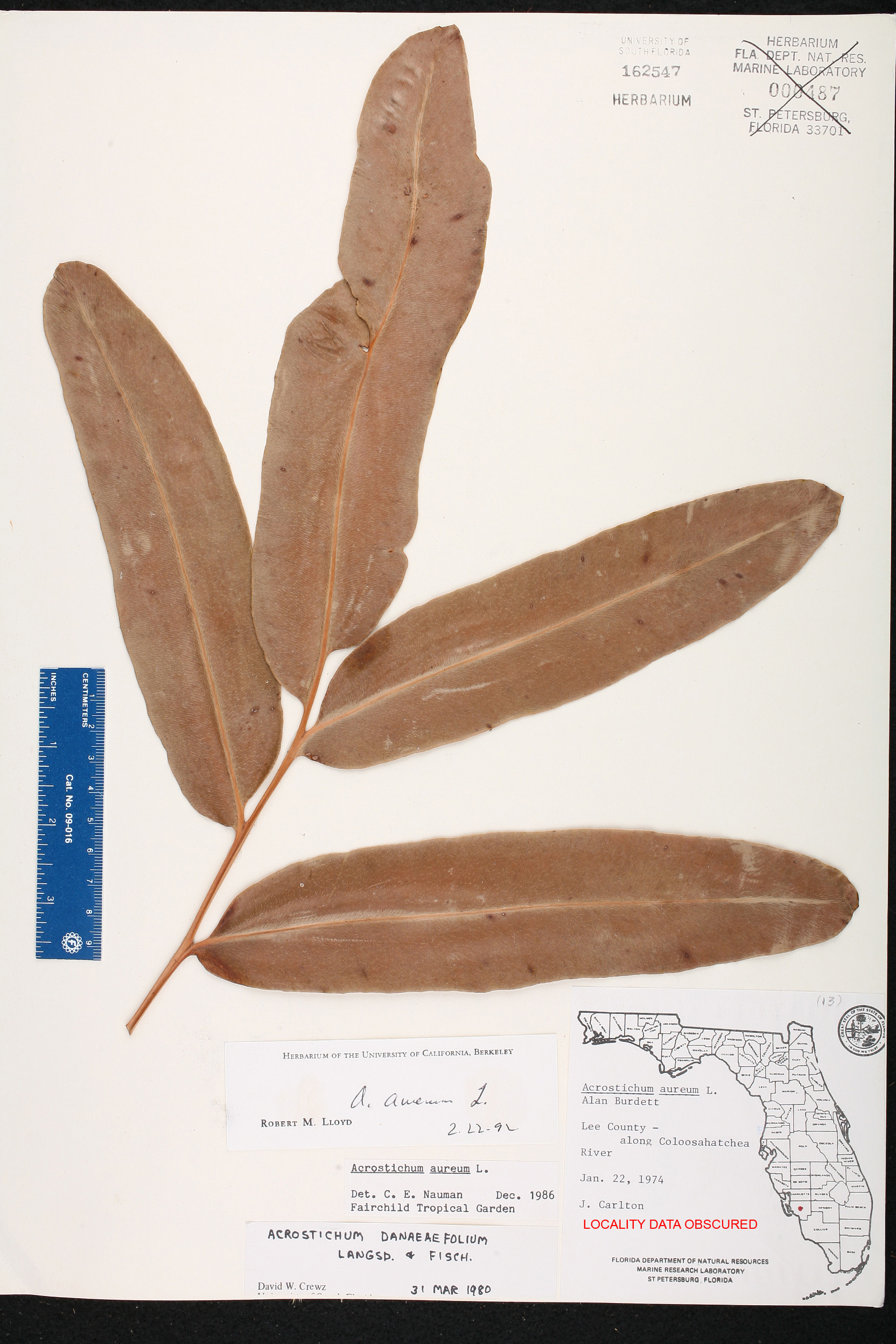 Acrostichum aureum image