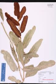 Acrostichum aureum image