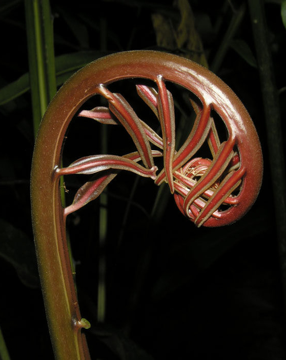 Acrostichum aureum image