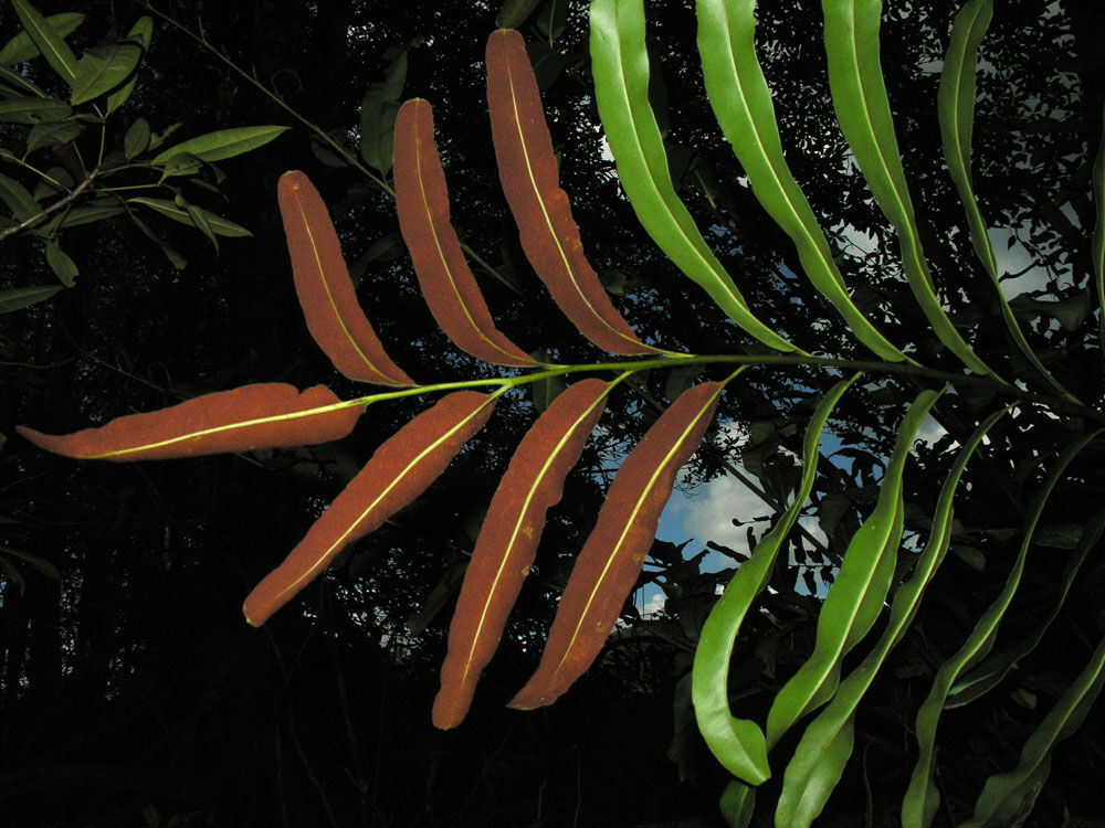 Acrostichum aureum image