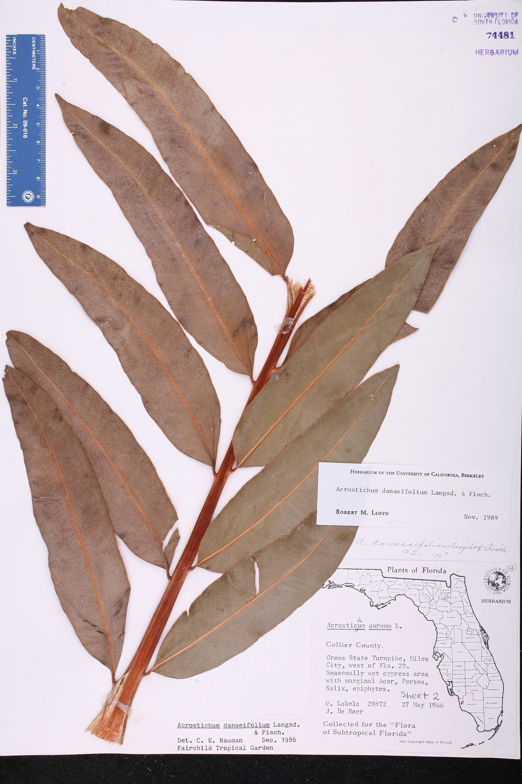 Acrostichum aureum image