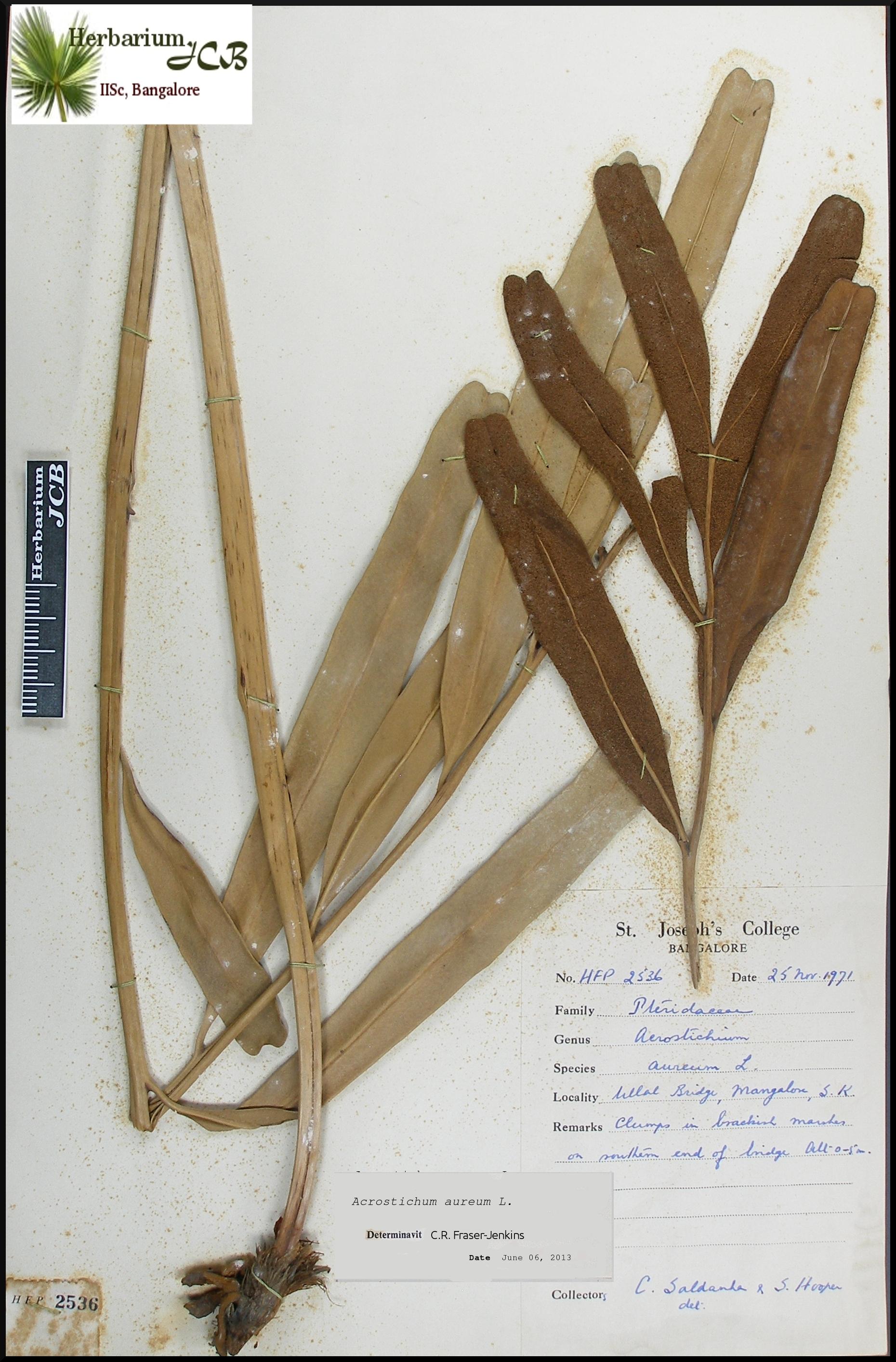 Acrostichum aureum image