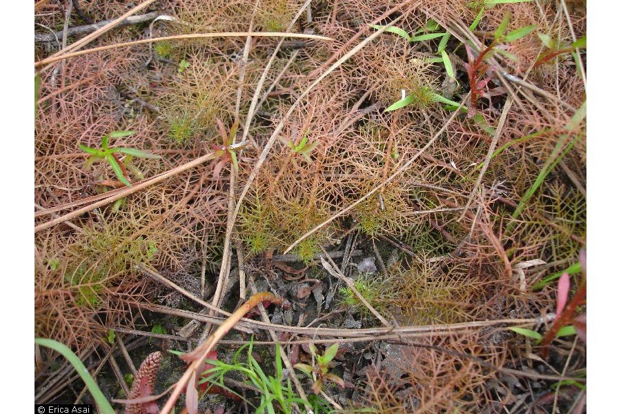 Image of Ceratopteris thalictroides