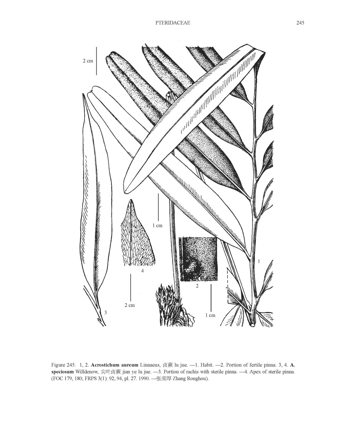 Acrostichum aureum image