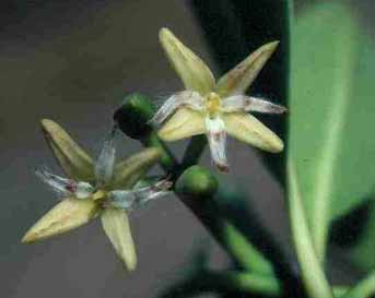 Rhizophora mucronata image