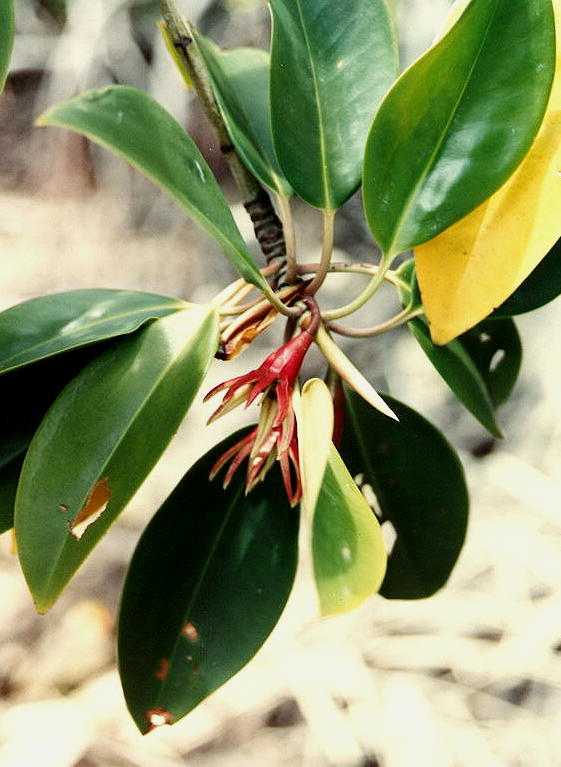 Bruguiera gymnorhiza image