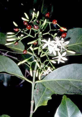 Aidia cochinchinensis image