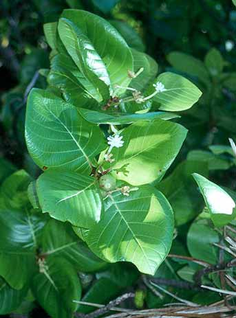 Guettarda speciosa image