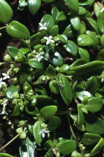 Hedyotis biflora image