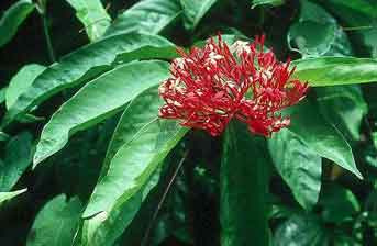Ixora casei image