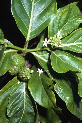 Morinda citrifolia image