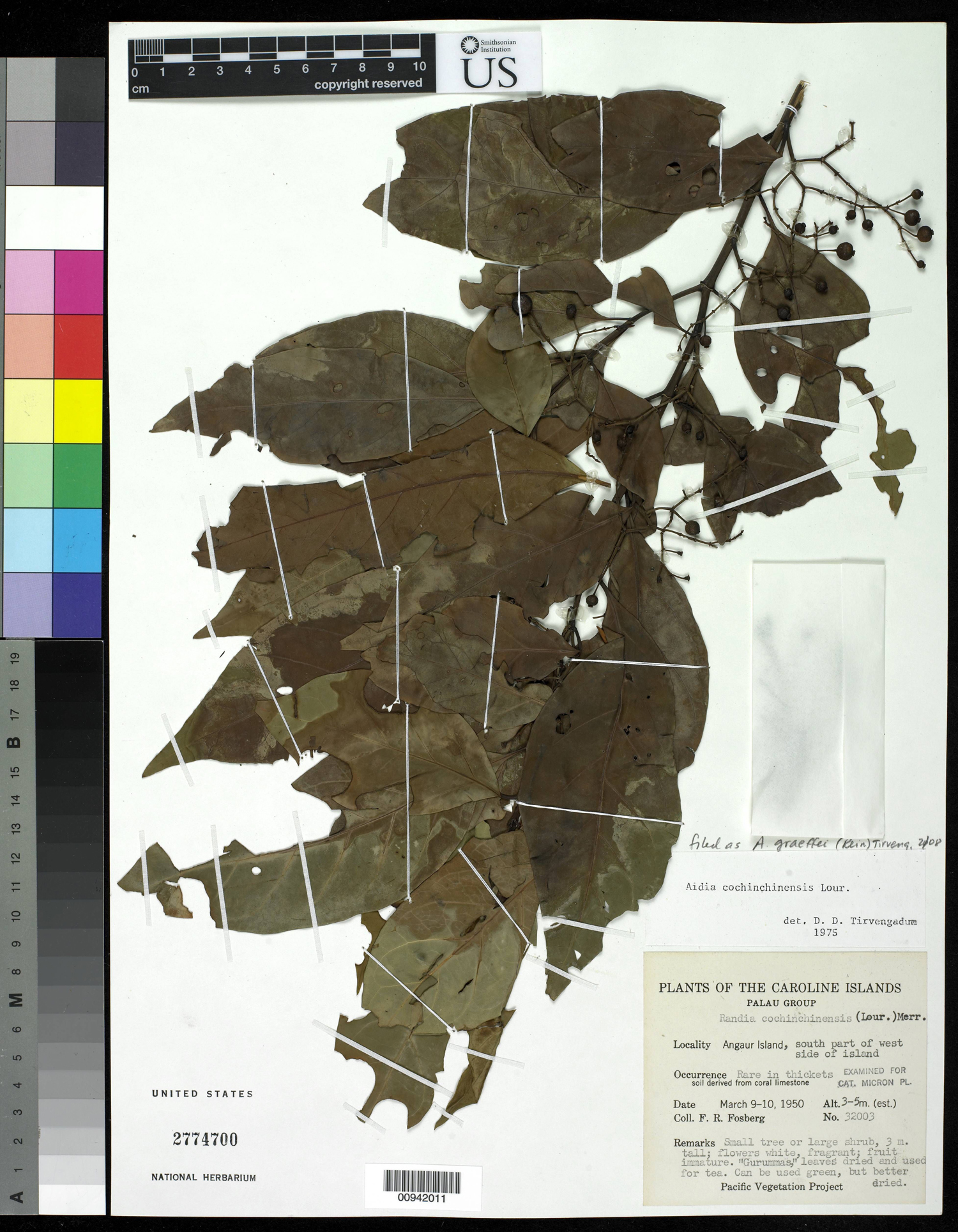 Aidia racemosa image