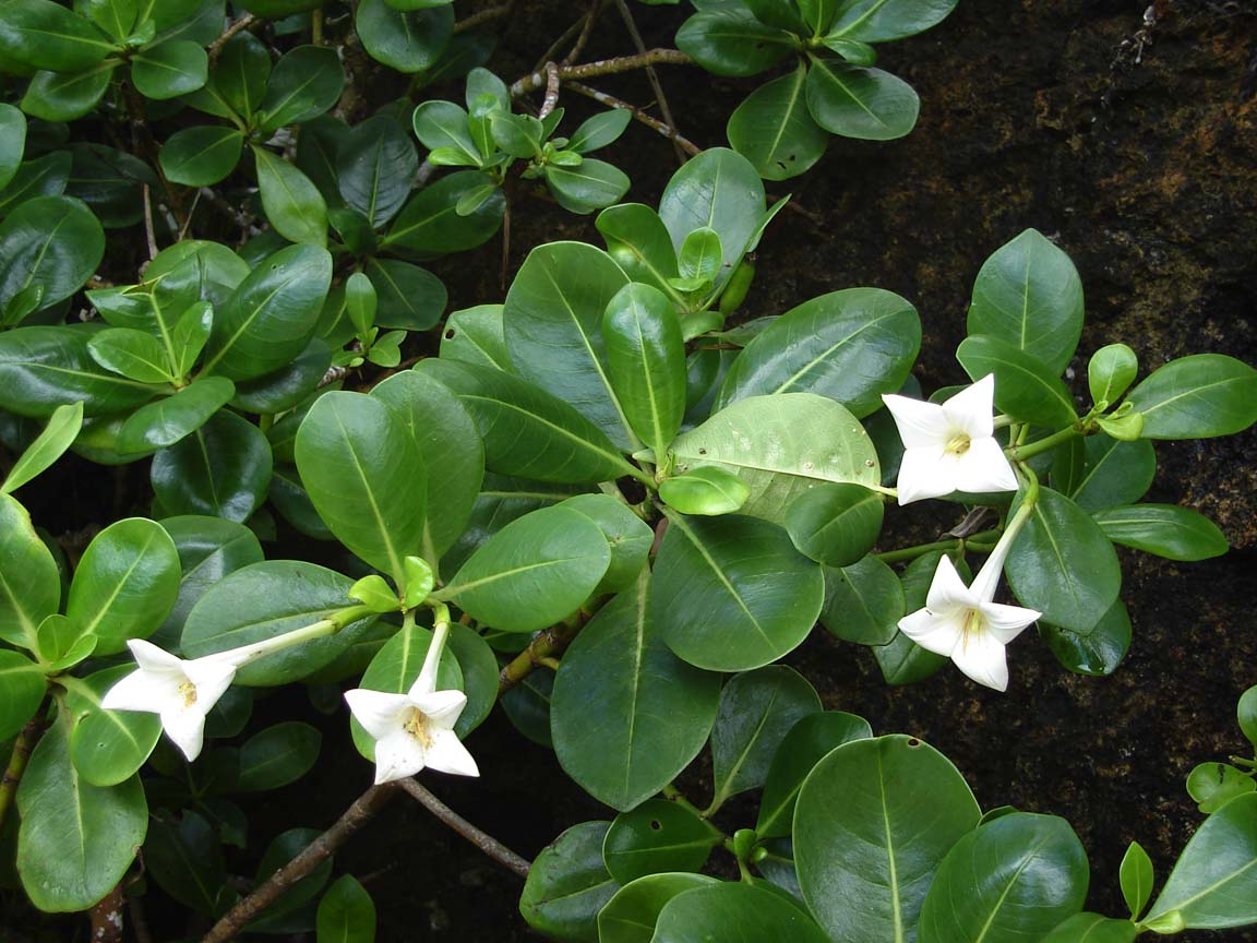 Bikkia tetrandra image