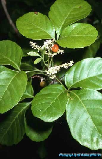 Allophylus timoriensis image