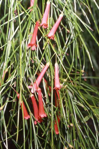 Russelia equisetiformis image