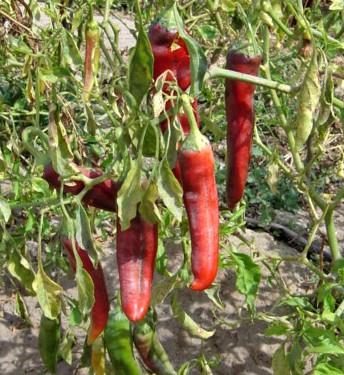 Solanaceae image