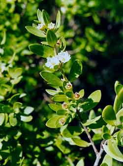 Suriana maritima image