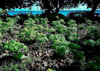 Tacca leontopetaloides image