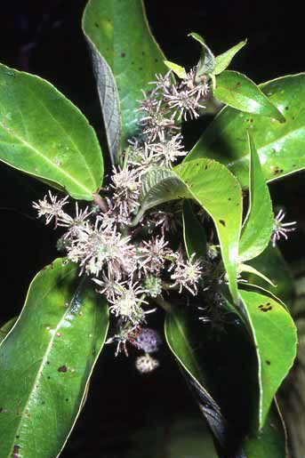 Pipturus argenteus image